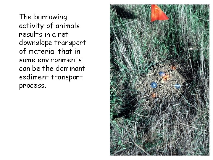 The burrowing activity of animals results in a net downslope transport of material that