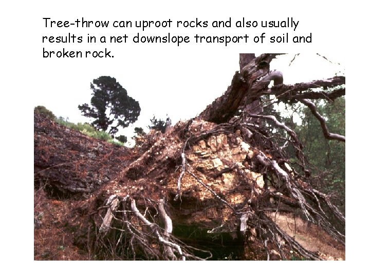 Tree-throw can uproot rocks and also usually results in a net downslope transport of