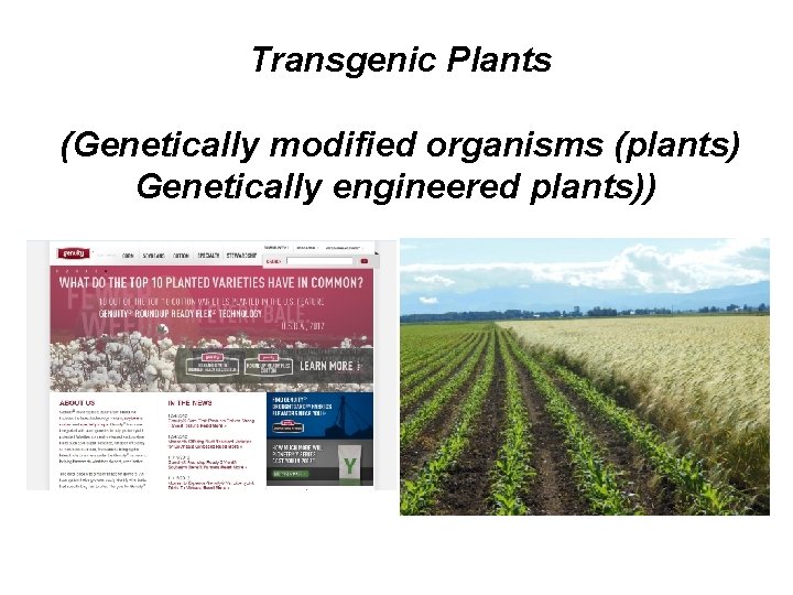 Transgenic Plants (Genetically modified organisms (plants) Genetically engineered plants)) 