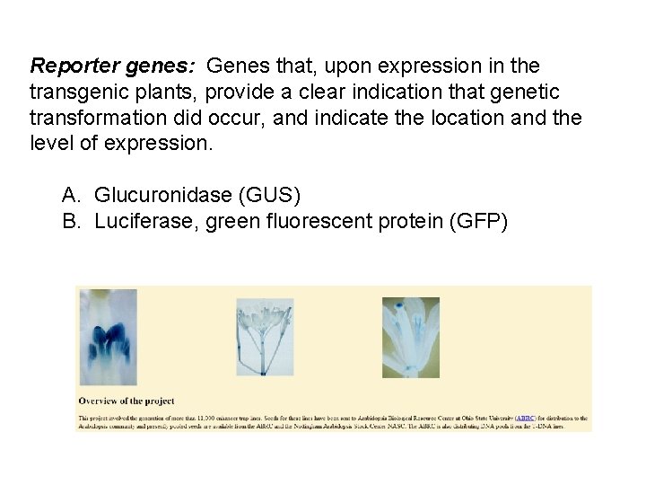 Reporter genes: Genes that, upon expression in the transgenic plants, provide a clear indication