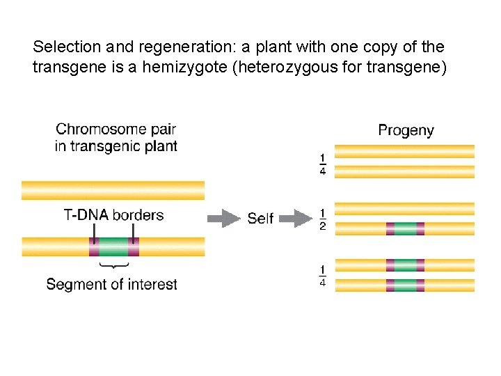 Selection and regeneration: a plant with one copy of the transgene is a hemizygote