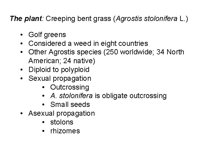 The plant: Creeping bent grass (Agrostis stolonifera L. ) • Golf greens • Considered