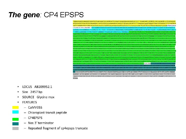 The gene: CP 4 EPSPS 