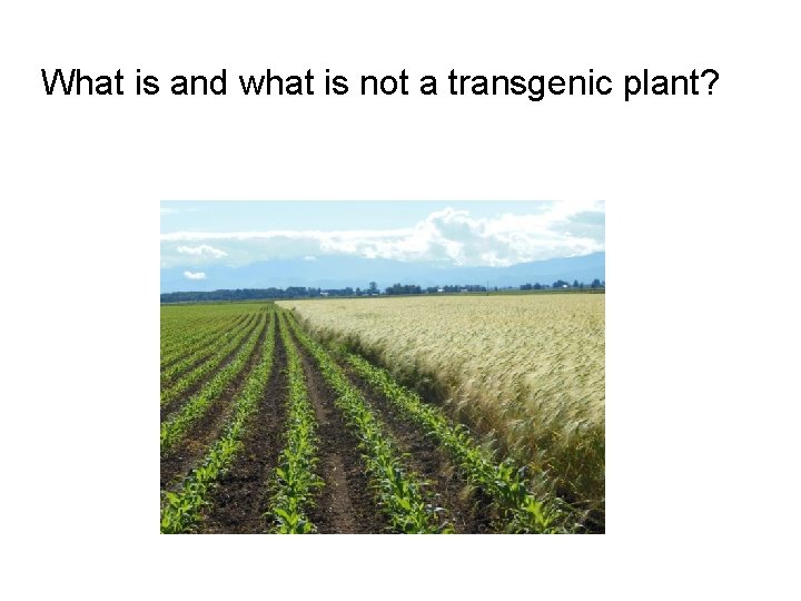 What is and what is not a transgenic plant? 