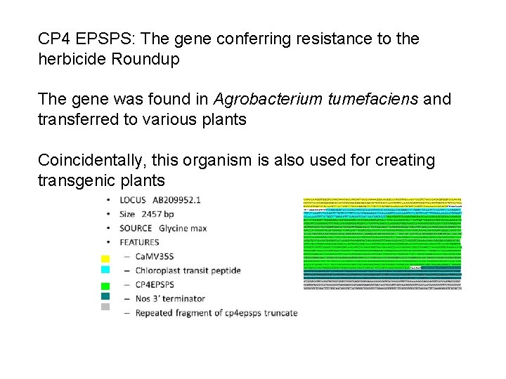 CP 4 EPSPS: The gene conferring resistance to the herbicide Roundup The gene was