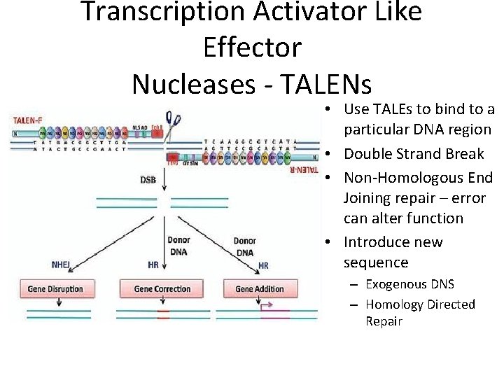 Transcription Activator Like Effector Nucleases - TALENs • Use TALEs to bind to a