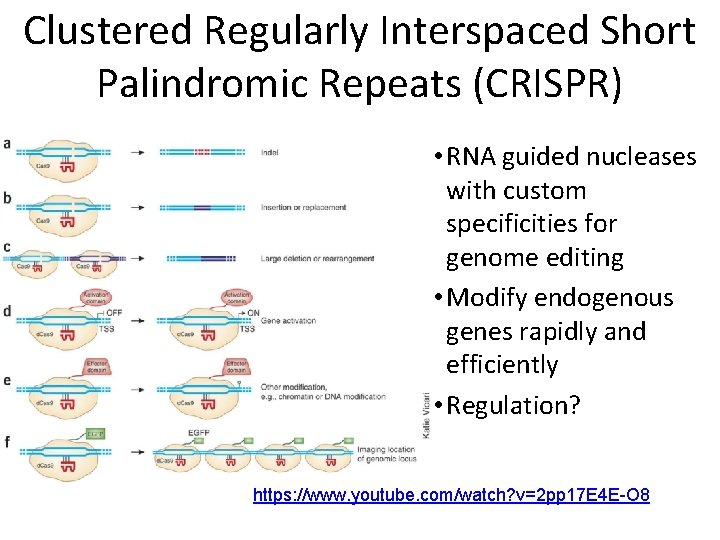 Clustered Regularly Interspaced Short Palindromic Repeats (CRISPR) • RNA guided nucleases with custom specificities