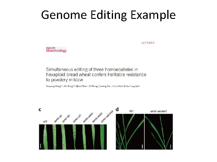 Genome Editing Example 