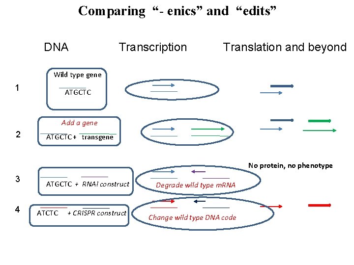 Comparing “- enics” and “edits” DNA Transcription Translation and beyond Wild type gene 1