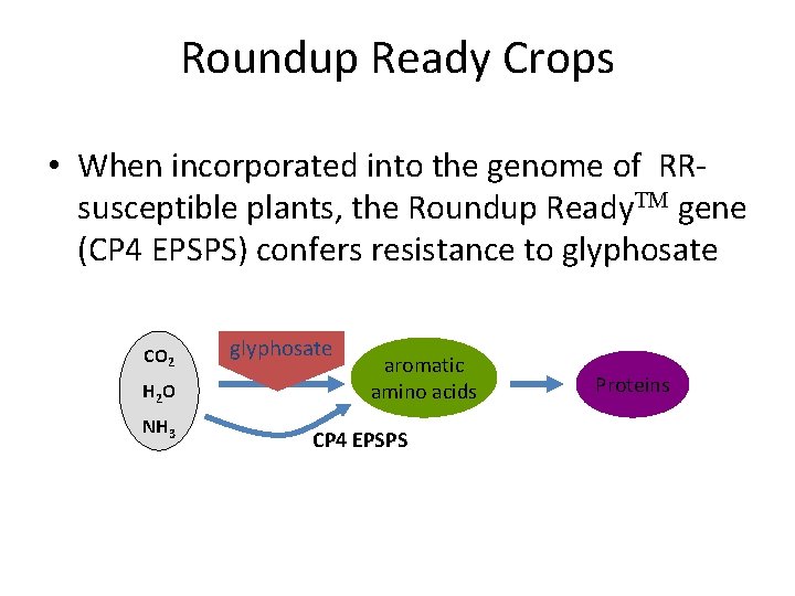 Roundup Ready Crops • When incorporated into the genome of RRsusceptible plants, the Roundup