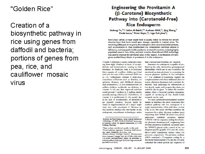 "Golden Rice” Creation of a biosynthetic pathway in rice using genes from daffodil and