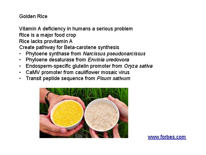 Golden Rice Vitamin A deficiency in humans a serious problem Rice is a major