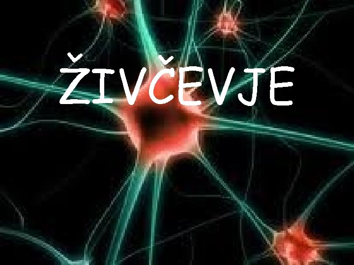 ŽIVČEVJE 