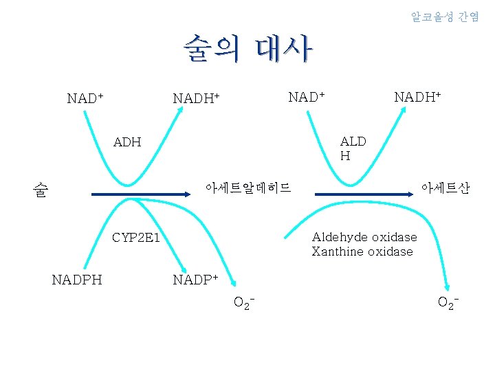 알코올성 간염 술의 대사 NAD+ NADH+ ALD H ADH 아세트알데히드 술 Aldehyde oxidase Xanthine