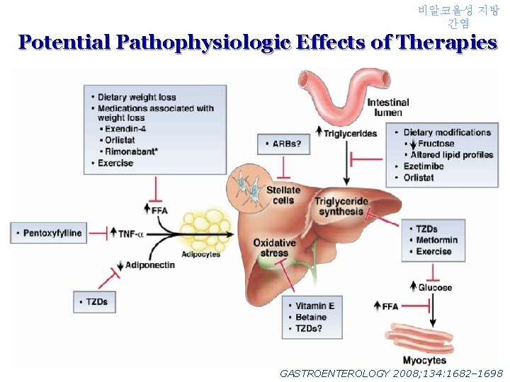 비알코올성 지방 간염 Potential Pathophysiologic Effects of Therapies GASTROENTEROLOGY 2008; 134: 1682– 1698 