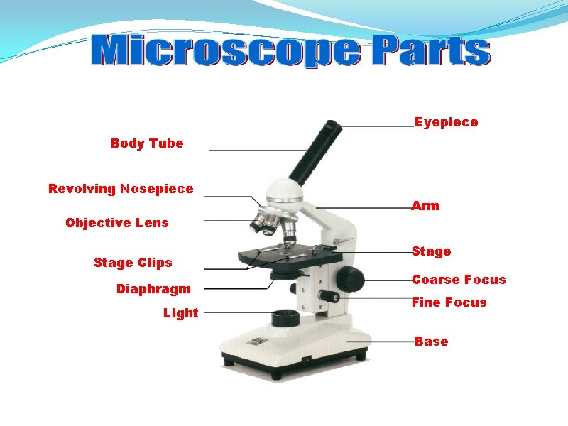 Eyepiece Body Tube Revolving Nosepiece Objective Lens Stage Clips Diaphragm Light Arm Stage Coarse