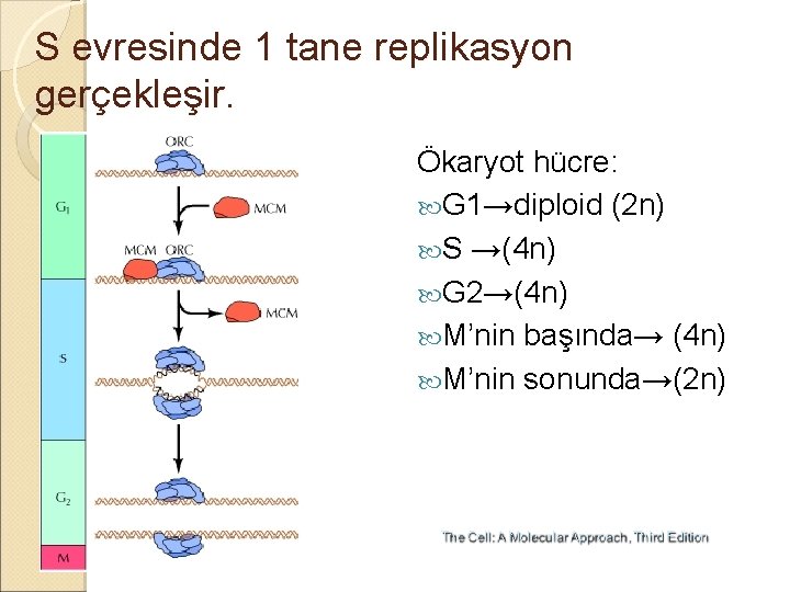 S evresinde 1 tane replikasyon gerçekleşir. Ökaryot hücre: G 1→diploid (2 n) S →(4
