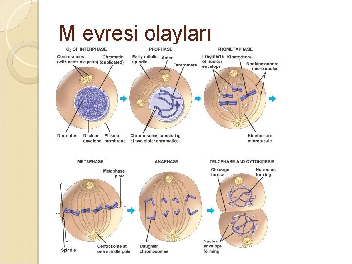 M evresi olayları 