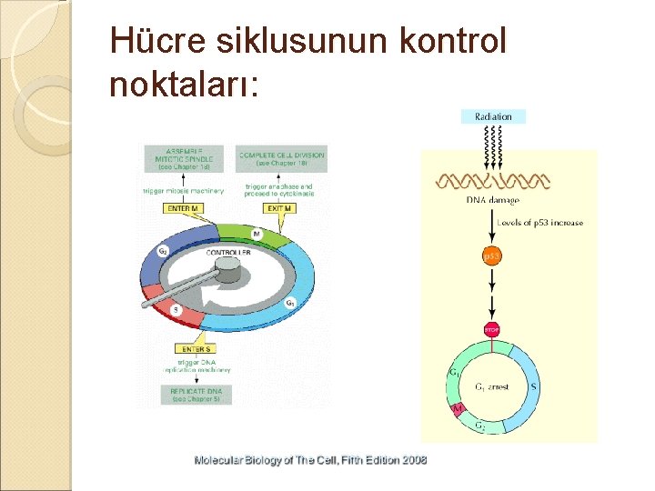 Hücre siklusunun kontrol noktaları: 