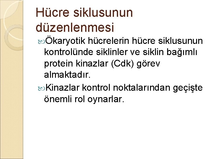 Hücre siklusunun düzenlenmesi Ökaryotik hücrelerin hücre siklusunun kontrolünde siklinler ve siklin bağımlı protein kinazlar