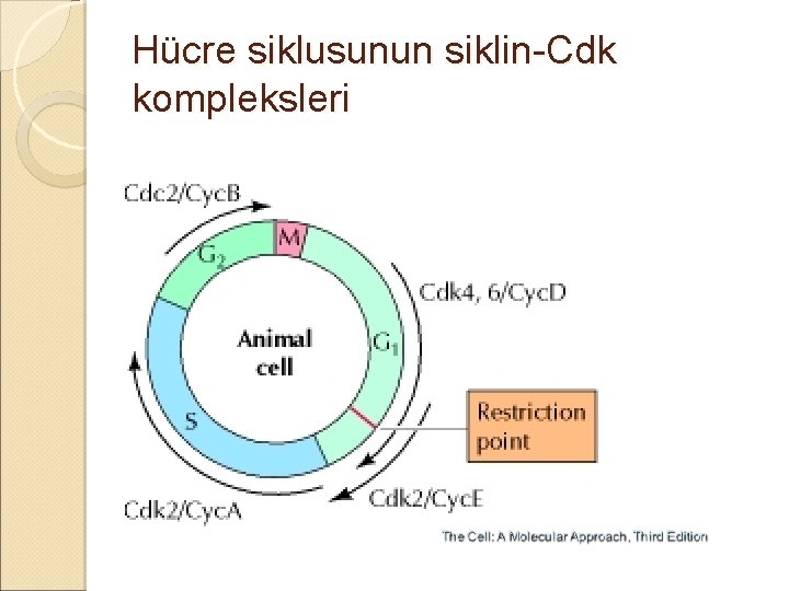 Hücre siklusunun siklin-Cdk kompleksleri 