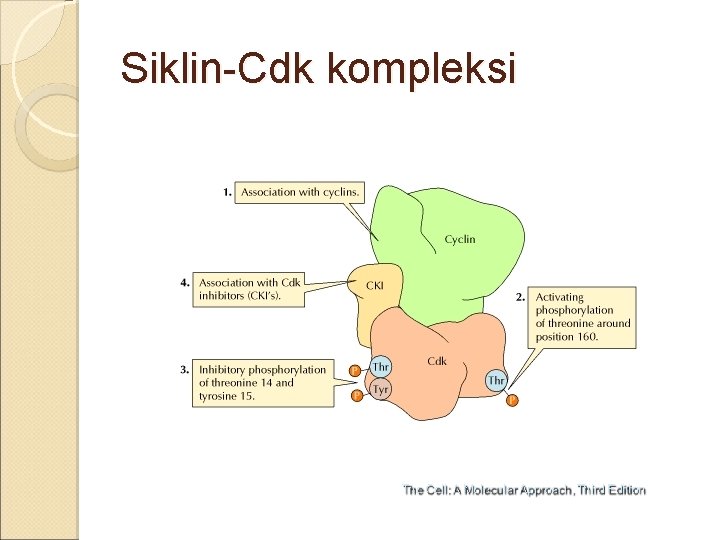 Siklin-Cdk kompleksi 