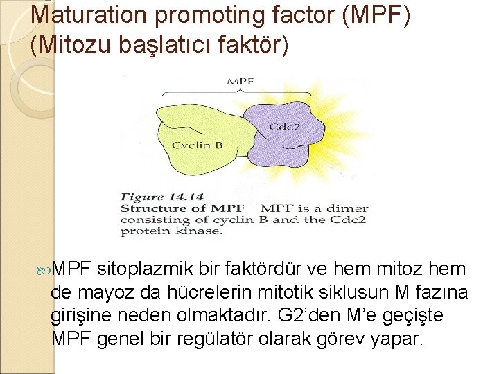 Maturation promoting factor (MPF) (Mitozu başlatıcı faktör) MPF sitoplazmik bir faktördür ve hem mitoz