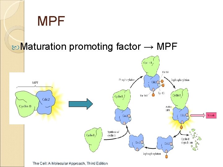 MPF Maturation promoting factor → MPF 