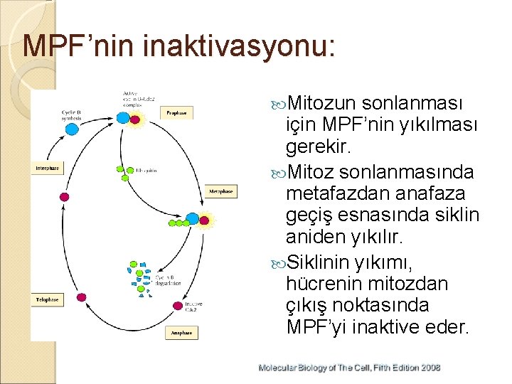 MPF’nin inaktivasyonu: Mitozun sonlanması için MPF’nin yıkılması gerekir. Mitoz sonlanmasında metafazdan anafaza geçiş esnasında