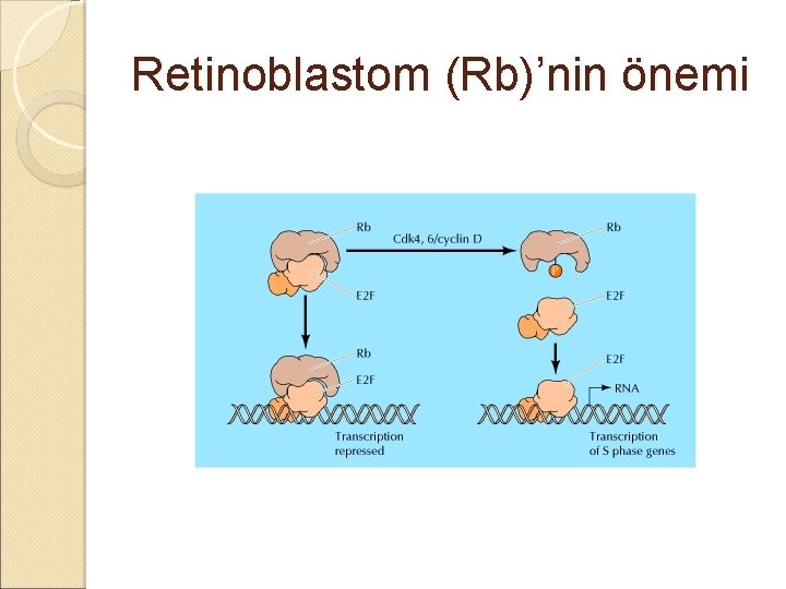 Retinoblastom (Rb)’nin önemi 