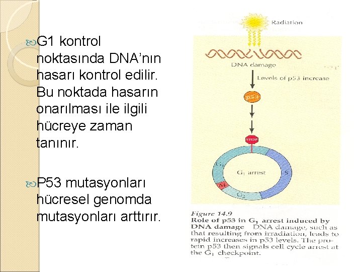  G 1 kontrol noktasında DNA’nın hasarı kontrol edilir. Bu noktada hasarın onarılması ile