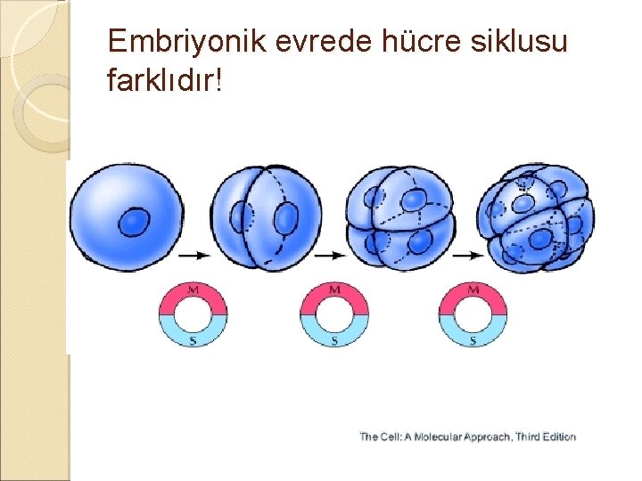 Embriyonik evrede hücre siklusu farklıdır! 