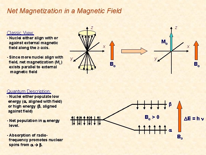 Net Magnetization in a Magnetic Field z z Classic View: - Nuclei either align