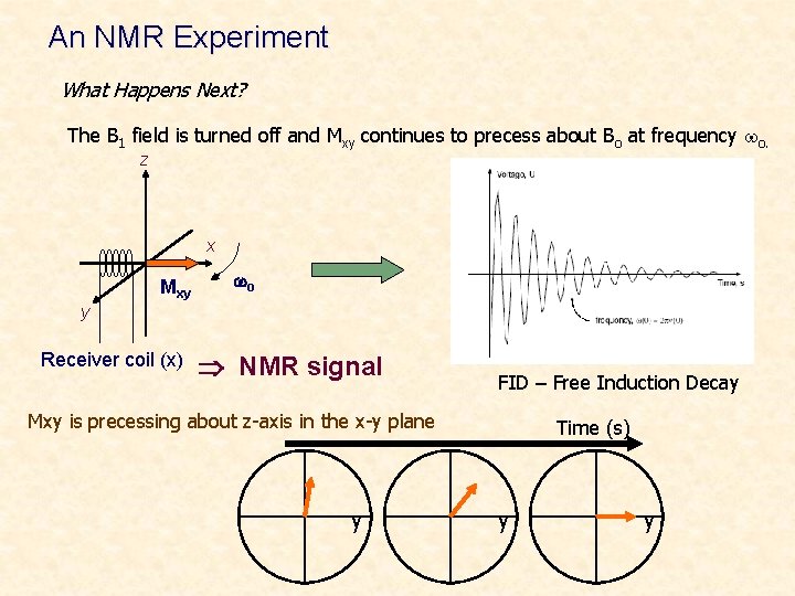 An NMR Experiment What Happens Next? The B 1 field is turned off and