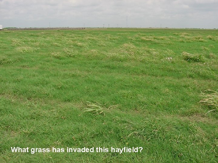 What grass has invaded this hayfield? 