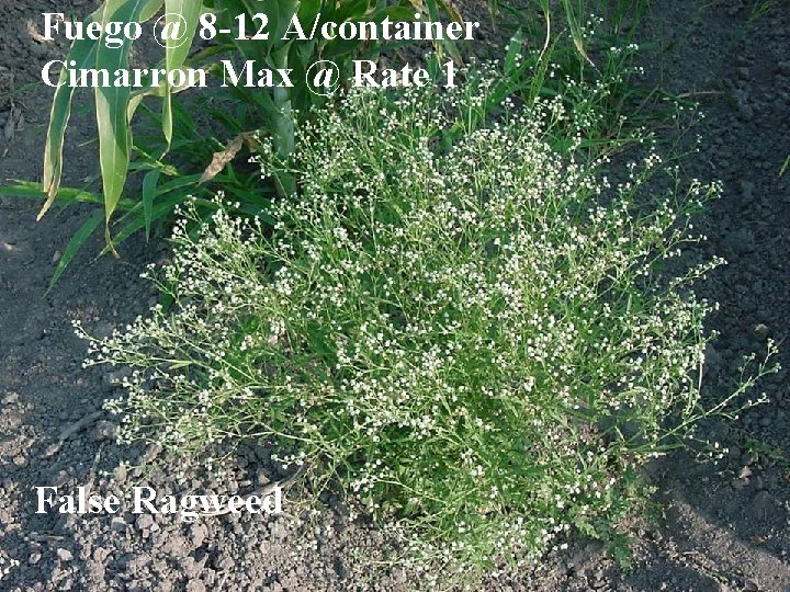 Fuego @ 8 -12 A/container Cimarron Max @ Rate 1 False Ragweed 
