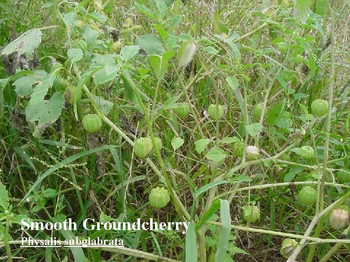 Smooth Groundcherry Physalis subglabrata 