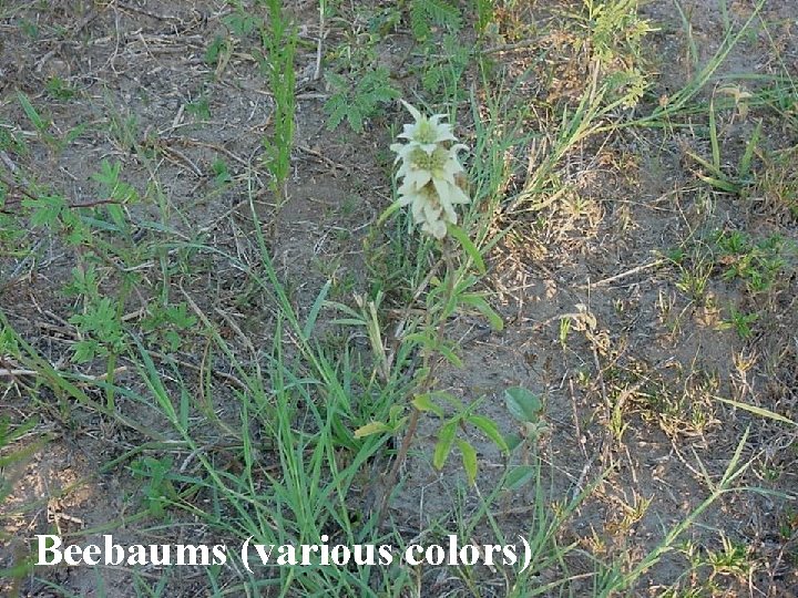 Beebaums (various colors) 