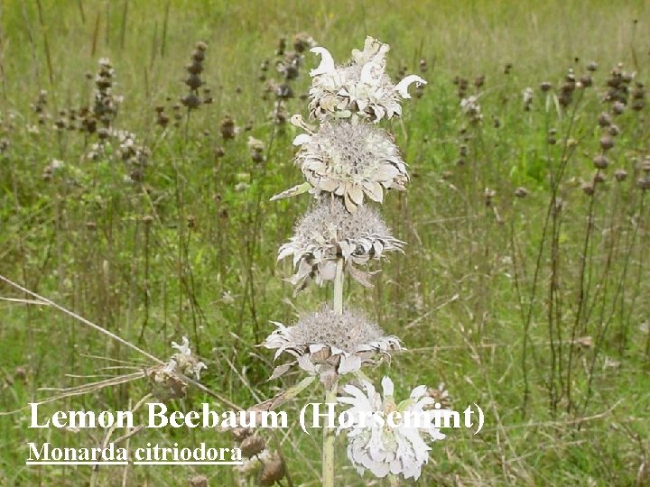 Lemon Beebaum (Horsemint) Monarda citriodora 