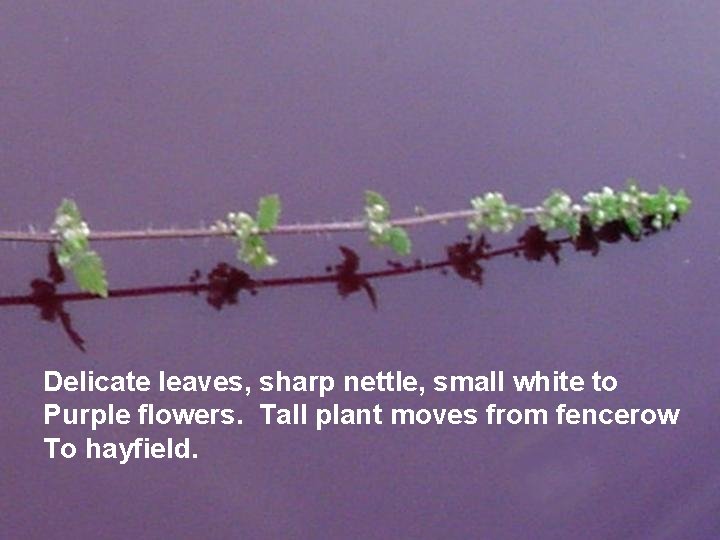 Delicate leaves, sharp nettle, small white to Purple flowers. Tall plant moves from fencerow
