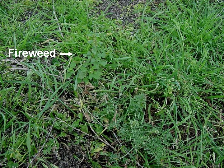 Fireweed 