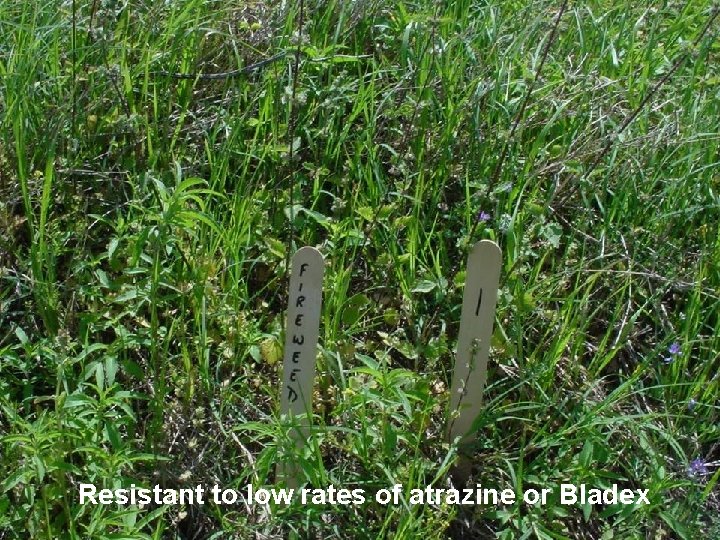 Resistant to low rates of atrazine or Bladex 