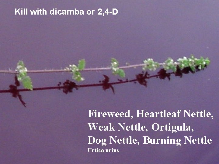 Kill with dicamba or 2, 4 -D Fireweed, Heartleaf Nettle, Weak Nettle, Ortigula, Dog