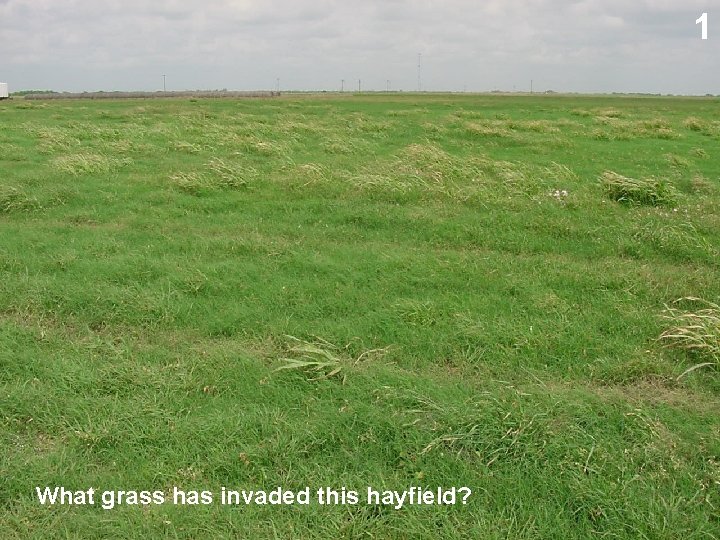 1 What grass has invaded this hayfield? 