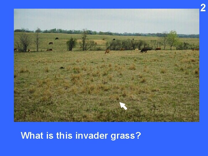 2 What is this invader grass? 