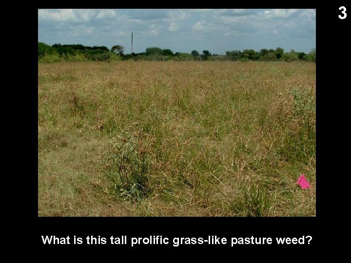 3 What is this tall prolific grass-like pasture weed? 