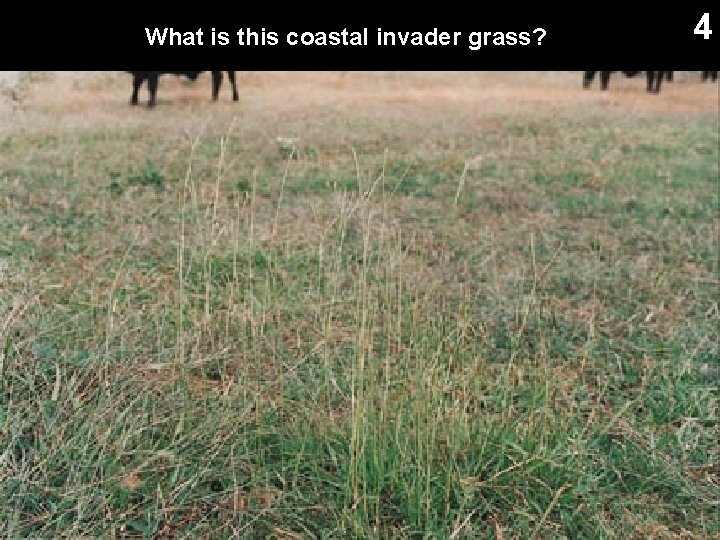 What is this coastal invader grass? 4 