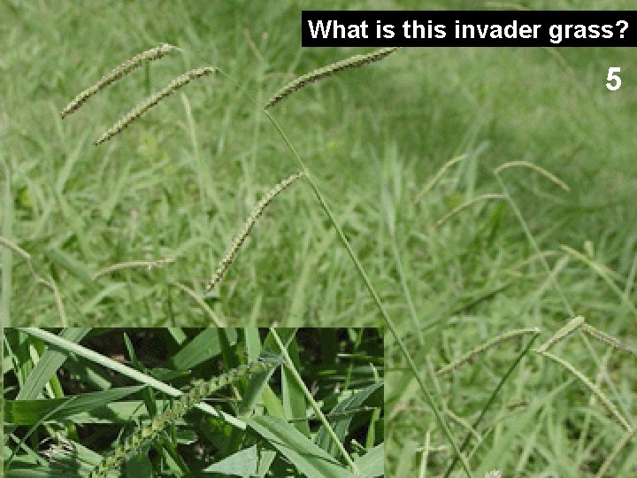 What is this invader grass? 5 