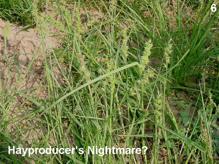 6 Hayproducer’s Nightmare? 