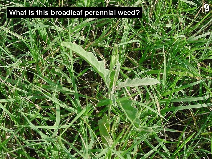 What is this broadleaf perennial weed? 9 